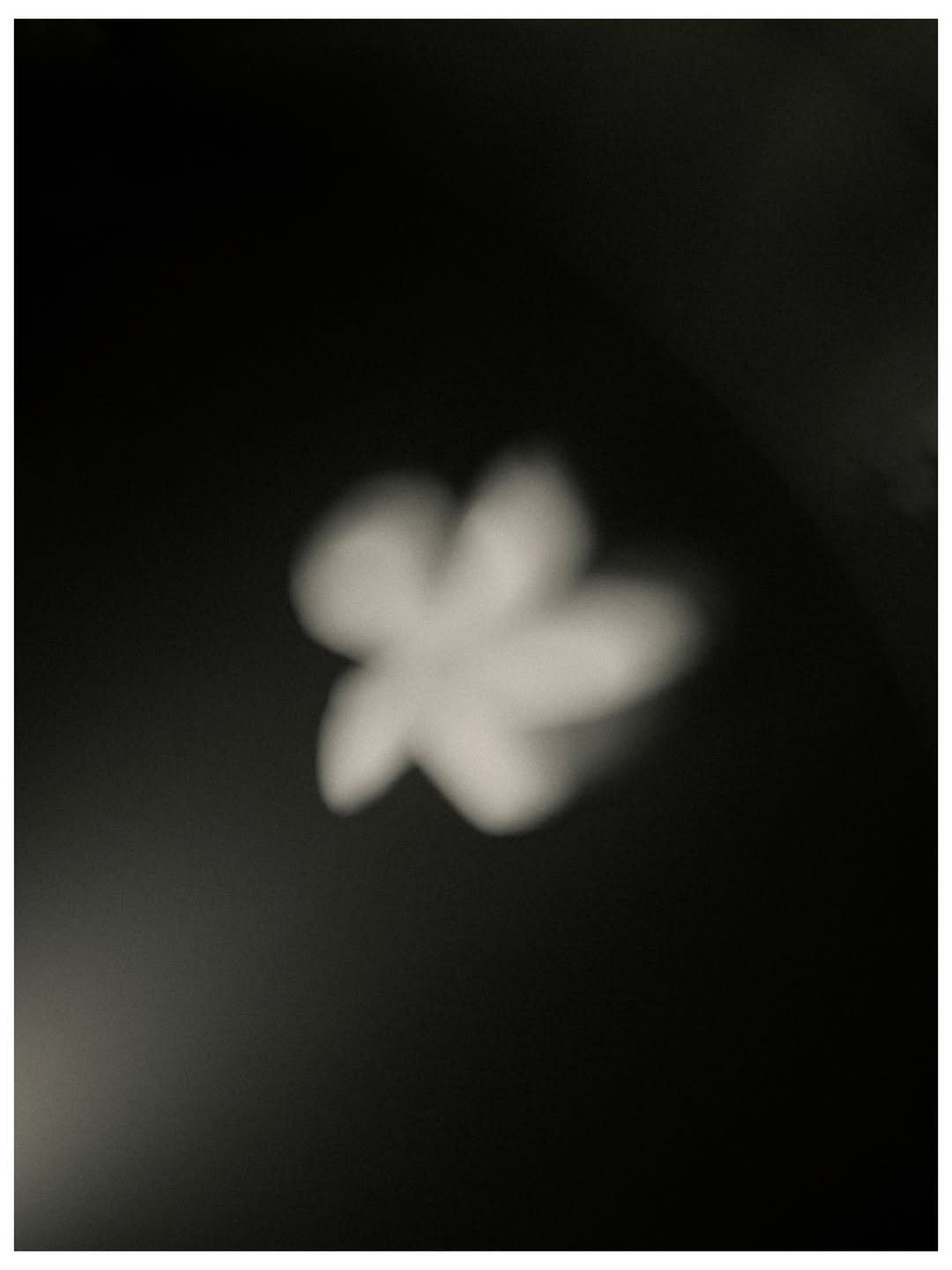 A pale blossom caught in a shaft of light against deep shadow